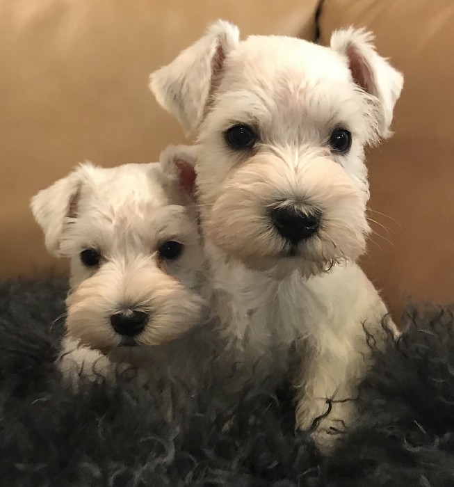 white miniature schnauzer for sale