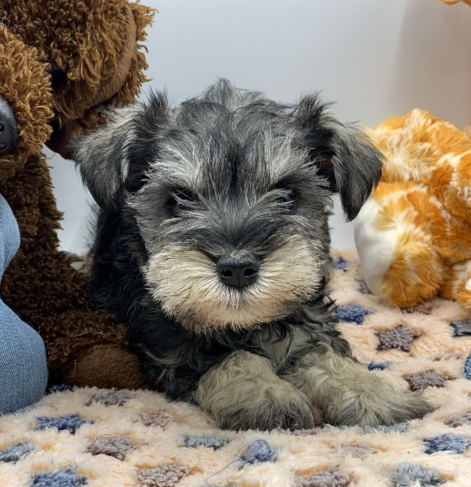 Miniature Schnauzer Puppies In Texas