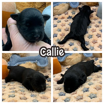 Black miniature schnauzer puppy for sale