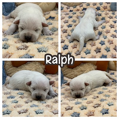 White schnauzer puppies for sale Texas