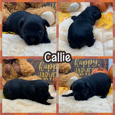 Black miniature schnauzer puppy for sale