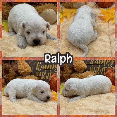 White schnauzer puppies for sale Texas