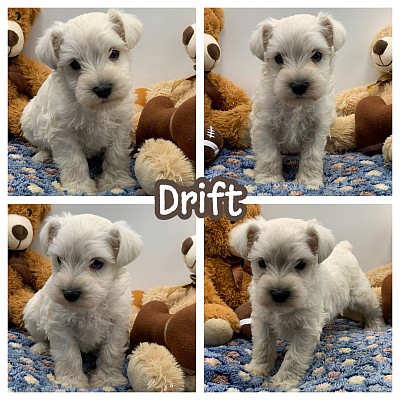 Schnauzer puppies sale Fort Worth Dallas Austin San Antonio Houston