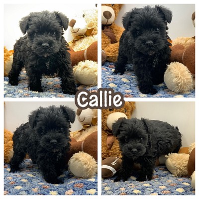 Black miniature schnauzer puppy for sale