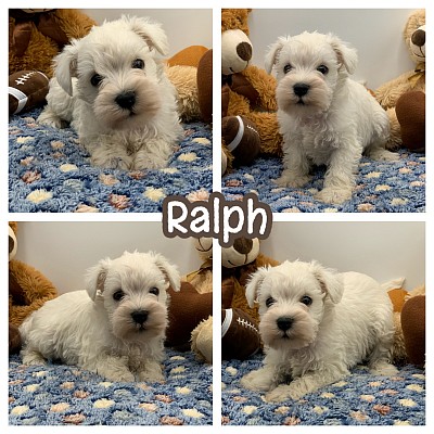 White schnauzer puppies for sale Texas