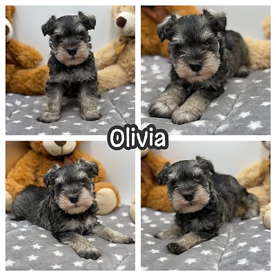 Schnauzer puppies sale Fort Worth Dallas Austin San Antonio Houston