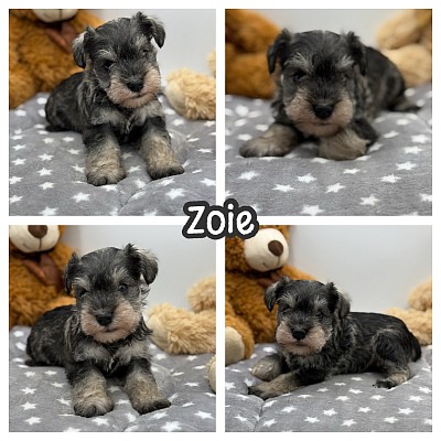 Black miniature schnauzer puppy for sale