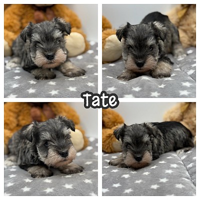 White schnauzer puppies for sale Texas