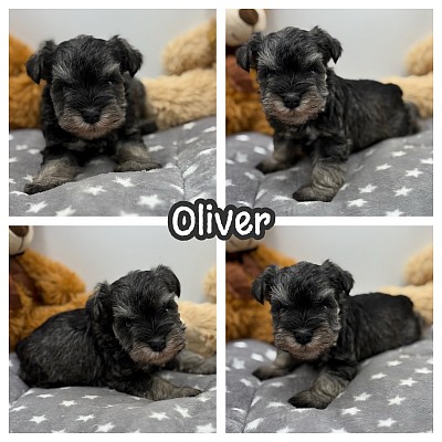 Mini schnauzer puppy puppies breeder sale