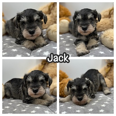 Miniature schnauzer puppy for sale texas