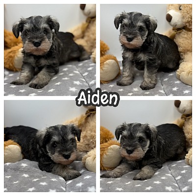 Mini schnauzer puppies for sale near me